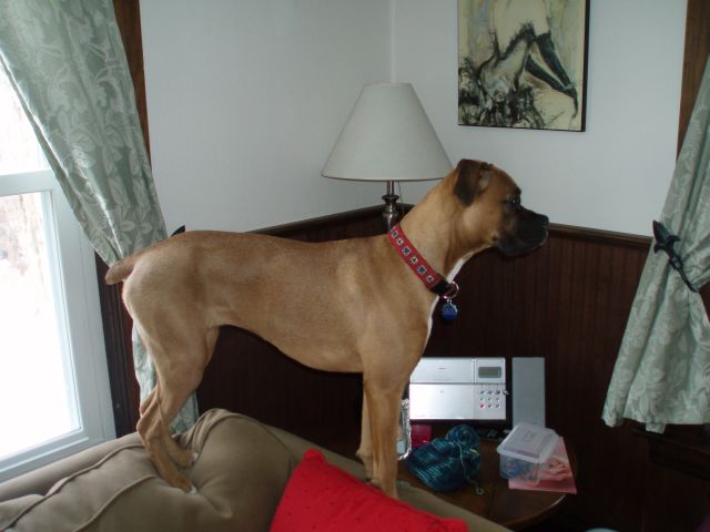 Luna being naughty and looking out the window!!!