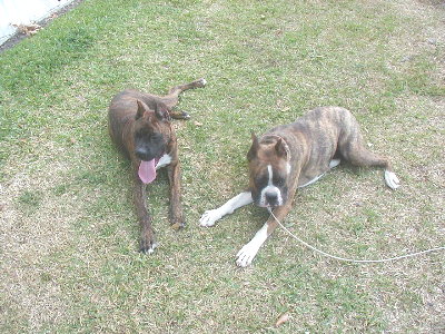 Luna & Bruiser