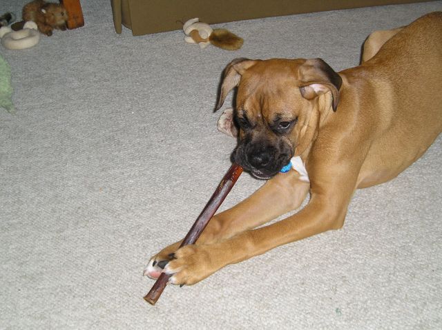 Luna enjoying a bully stick