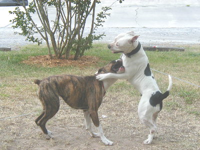 Luna & Jade Playing