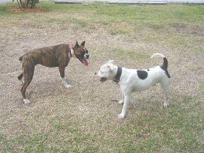 Luna & Jade