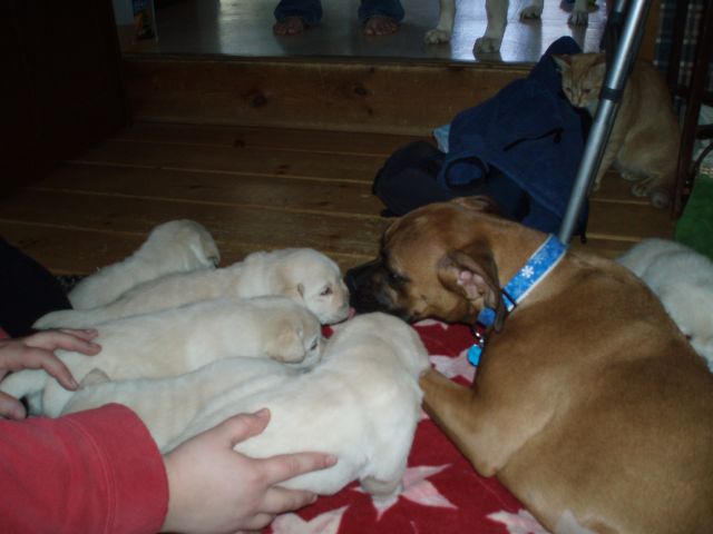 Luna loves the puppies