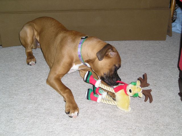 Lunas gift from her friend Lucy the Lab