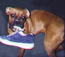 Lusi's Shoe