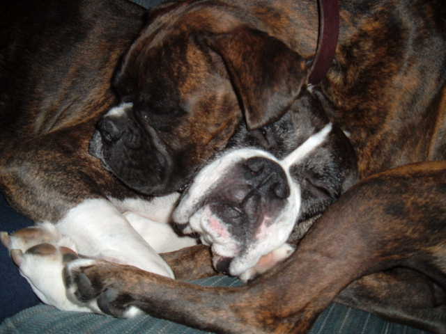 Luv Puppies