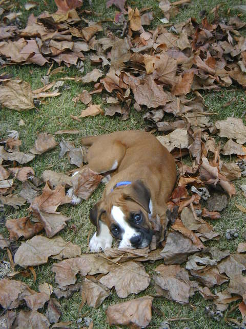 Lying in the Leaves
