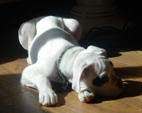 lying in the sun
