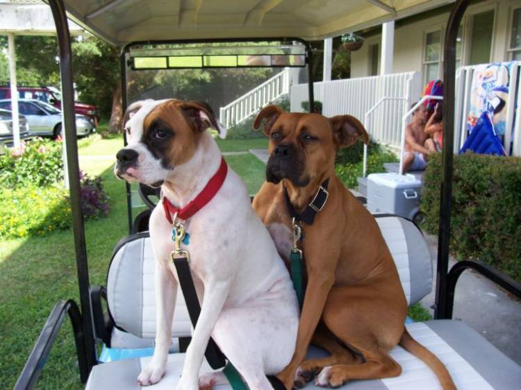 Mable and Chloe gone to the beach