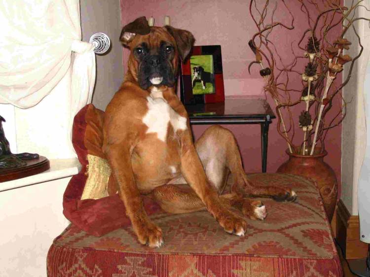 Mac at 7 months