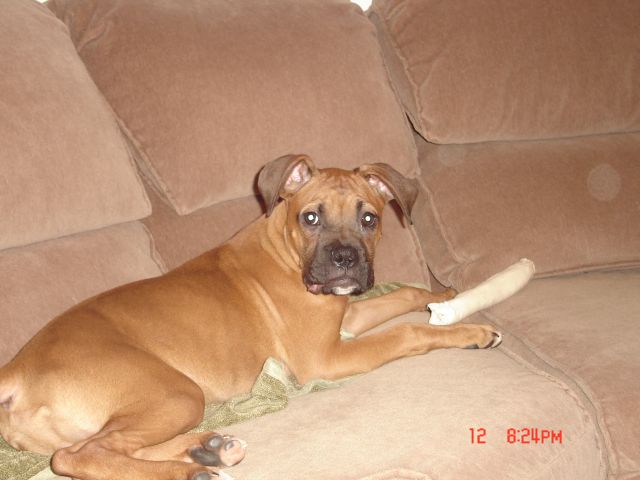 Mac chewing on what he is suppose to