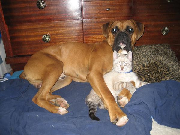 Mac & Kitten Friend