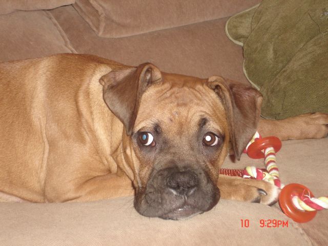 Mac resting after playing