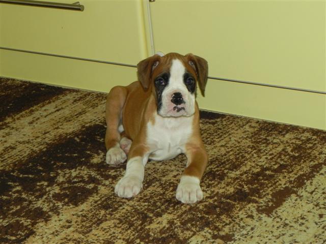 Mac the grate!!! (9 weeks)