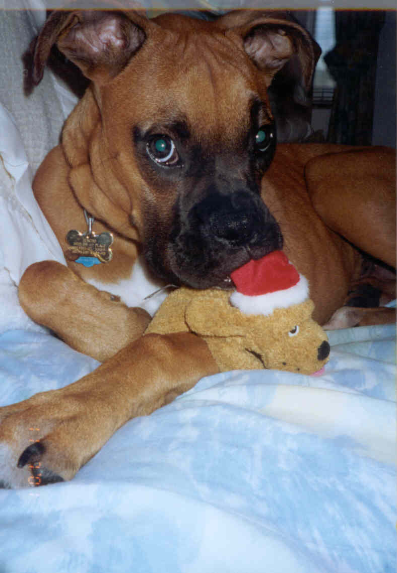 Macho with Mommy's Toy