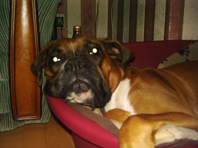 Maci
