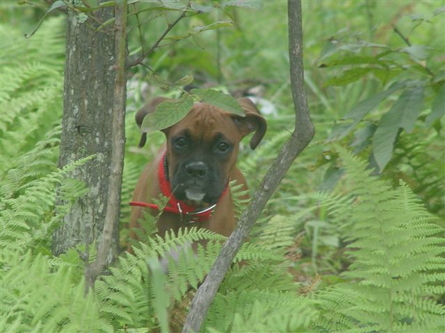 Macie