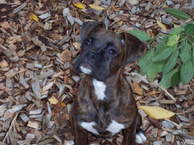 Macie