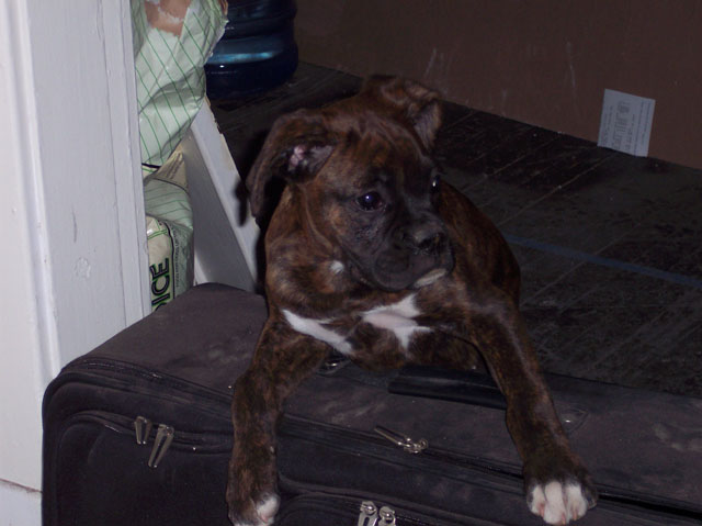 Macie