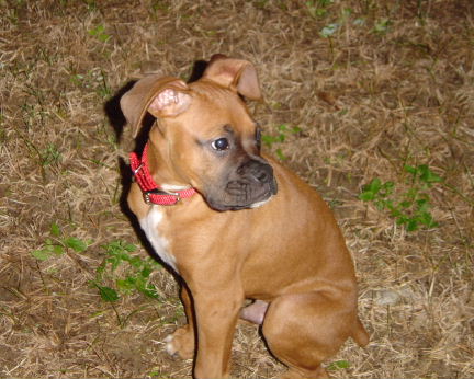 Mack Posing at Night