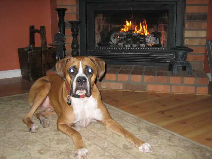 Mackenzie enjoying the fireplace on Christmas Eve!