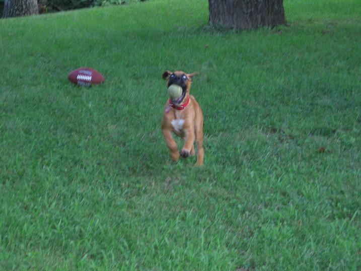 Mad Dog Madi