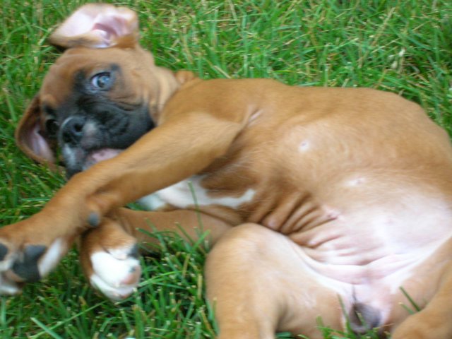 Maddie in the Grass!