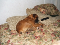 Maddox in bed