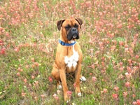 Maddox in the Flowers