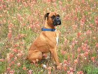Maddox in the Flowers
