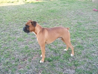 Maddox