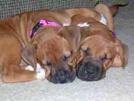 Maddy & Truvie Sleeping