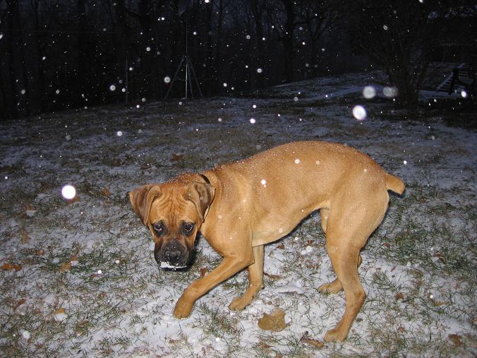 Madi in the snow