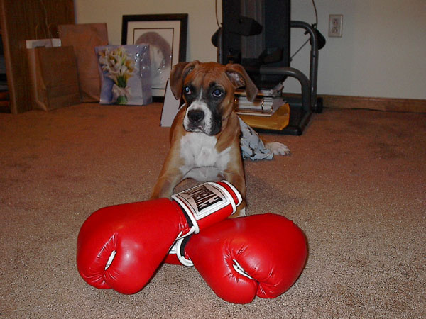 Madison The Boxer