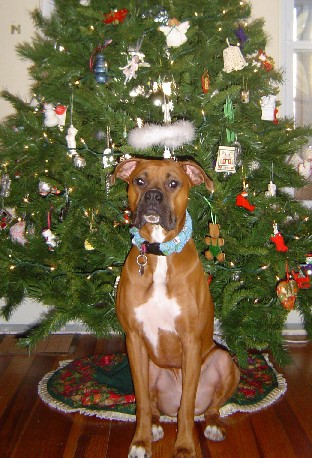 Madison's Christmas Pic