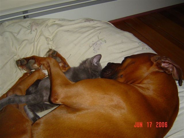 Madison's new buddy