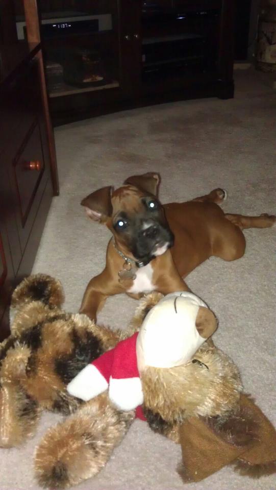 Maggie 12 weeks