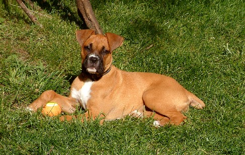 Maggie 14 weeks A