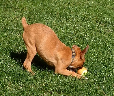 Maggie 14 weeks b
