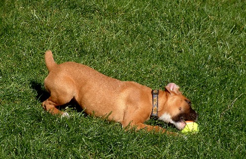 Maggie 14 weeks c