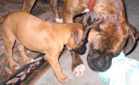 Maggie 3yrs & Moose 7wks