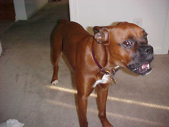 Maggie 8 months old