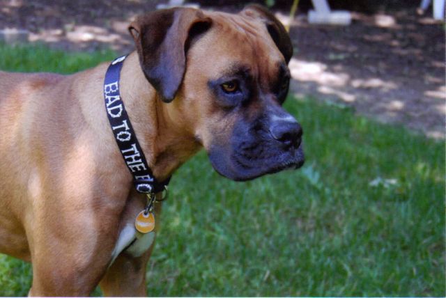 Maggie - Bad to the Bone