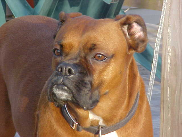 Maggie - Ears Laid Back Always!!!