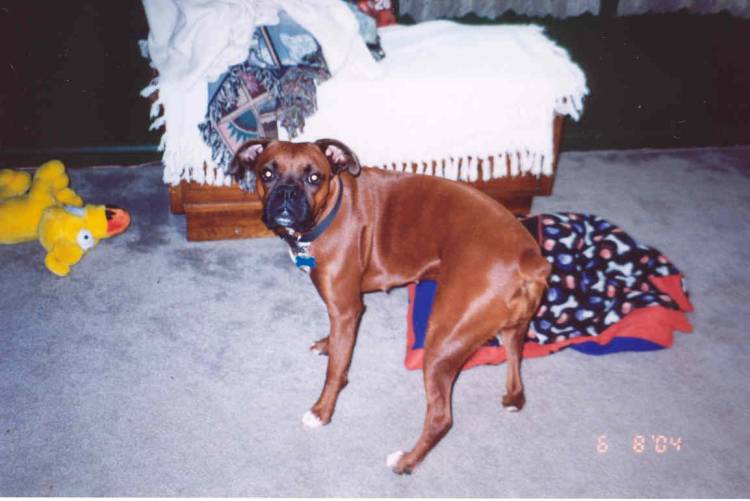 Maggie - giving the guilty look