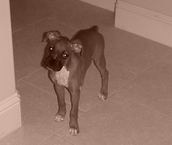 Maggie II