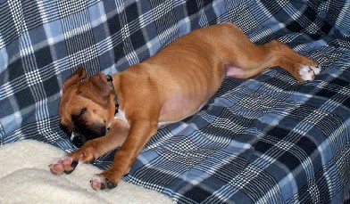 Maggie sleep