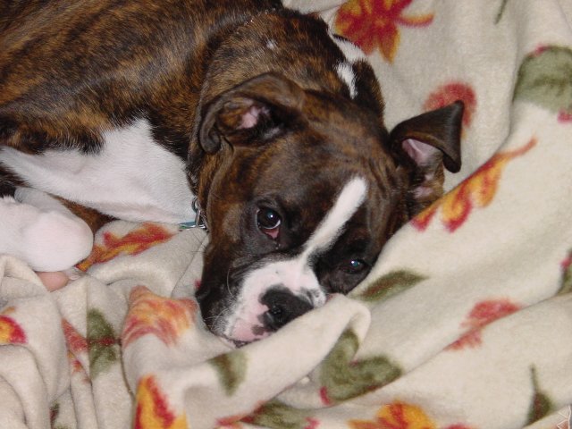 Maggie snoozing
