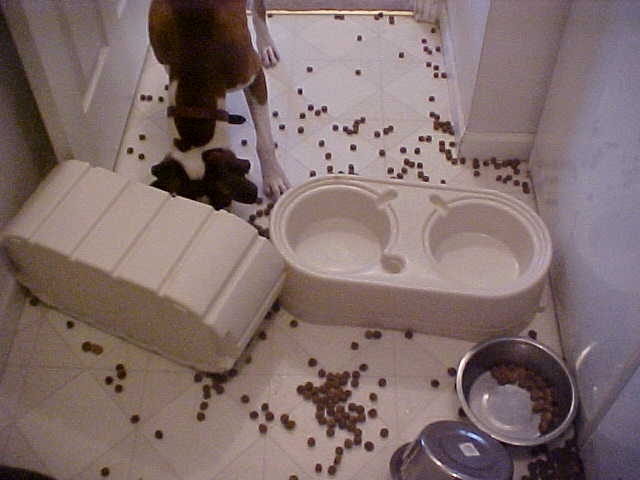 Maggie & Tasha's Mess