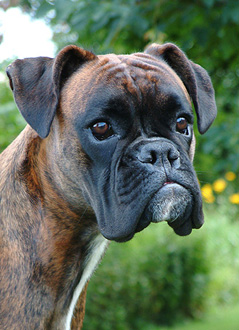 Maggie