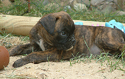 Maggie